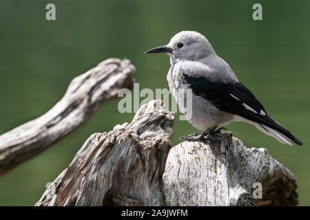 Clarks Nussknacker (nucifraga Columbiana), Bild im Banff National Park, Kanada genommen wurde Stockfoto