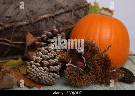 Jahreszeit Herbstszene hautnah, Kürbis, offene Kastanie, Kegel, Blätter, log, Halloween Stockfoto