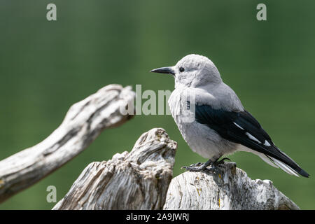 Clarks Nussknacker (nucifraga Columbiana), Bild im Banff National Park, Kanada genommen wurde Stockfoto