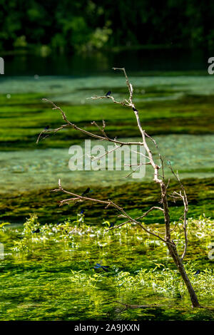 Paar gebändert demoiselle Dragonfly, alias Calopteryx Virgo, gegen die natürlichen grünen Hintergrund schossen, schönes Bokeh, sonnigen Frühling Tag in der Nähe von Blue Eye Frühling in Albanien. Selektiver Fokus Stockfoto