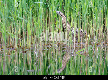 Rohrdommel waten. Stockfoto