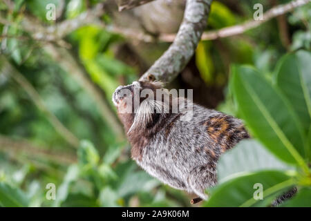 Gemeinsame Marmosetten Affen (Callithrix jaccus geführt) im Amazonas Regenwald. Niedlich Neugierig wilde Affen mit den haarigen Ohren im Dschungel. Stockfoto