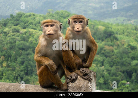 Zwei Toque Makaken (Macaca Sinica) Im grünen Dschungel. Süße wilde Affen in der Natur Lebensraum, Kandy, Sri Lanka, Asien. Stockfoto