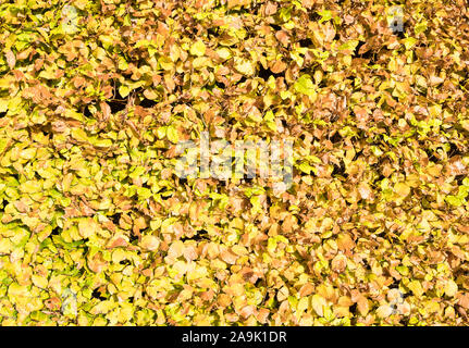 Blätter auf Bush im Herbst sterben Stockfoto