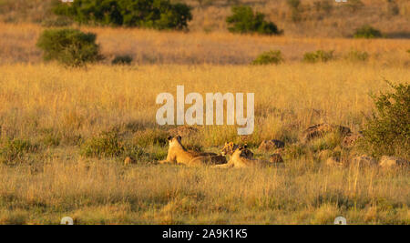 Ein Pride Of Lions im Gras liegend in der Morgensonne, Pilanesberg Nationalpark, Südafrika. Stockfoto