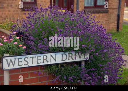 Lavandula angustifolia - Lavendel stolpern über eine s-Wand und street sign Stockfoto