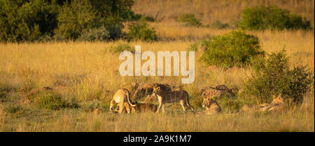 Ein Pride Of Lions im Gras liegend in der Morgensonne, Pilanesberg Nationalpark, Südafrika. Stockfoto