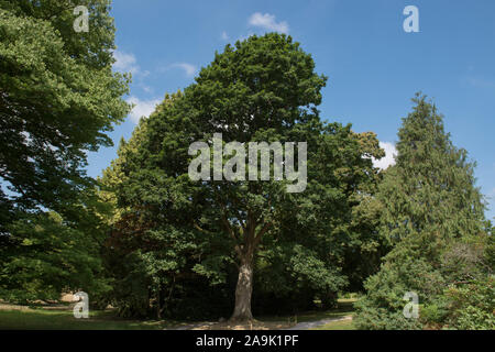 Hybrid Keble Eiche (Quercus canariensis x robur), Kreuz zwischen algerischen Eiche und Englisch Ok Bäume, in einem Park mit einem strahlend blauen Himmel Hintergrund Stockfoto