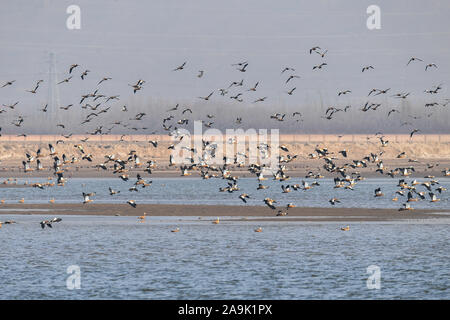 (191116) - HOHHOT, November 16, 2019 (Xinhua) - Foto aufgenommen am 07.11.16, 2019 zeigt Zugvögel am Stausee in Hailiu Tumd Links Banner im Norden Chinas Autonome Region Innere Mongolei. Eine große Zahl von Zugvögeln vor kurzem in den Behälter für eine Pause unterbrochen, bevor das Fliegen in den Süden. (Xinhua / Liu Lei) Stockfoto