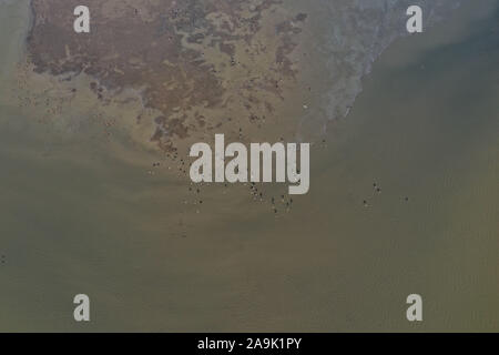 (191116) - HOHHOT, November 16, 2019 (Xinhua) - Luftaufnahme durchgeführt, die am 16. November, 2019 zeigt Zugvögel am Stausee in Hailiu Tumd Links Banner im Norden Chinas Autonome Region Innere Mongolei. Eine große Zahl von Zugvögeln vor kurzem in den Behälter für eine Pause unterbrochen, bevor das Fliegen in den Süden. (Xinhua / Liu Lei) Stockfoto