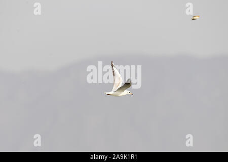 (191116) - HOHHOT, November 16, 2019 (Xinhua) - ein Vogel fliegt über den Stausee in Hailiu Tumd Links Banner im Norden Chinas Innere Mongolei Autonome Region, Nov. 16, 2019. Eine große Zahl von Zugvögeln vor kurzem in den Behälter für eine Pause unterbrochen, bevor das Fliegen in den Süden. (Xinhua / Liu Lei) Stockfoto