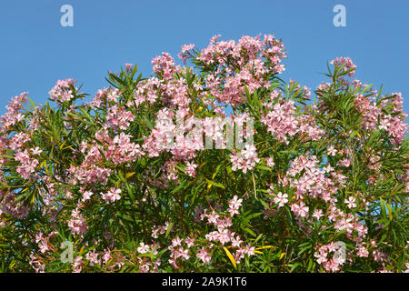 Rosa Oleander (Nerium oleander) Blumen auf blau Himmel Hintergrund Stockfoto