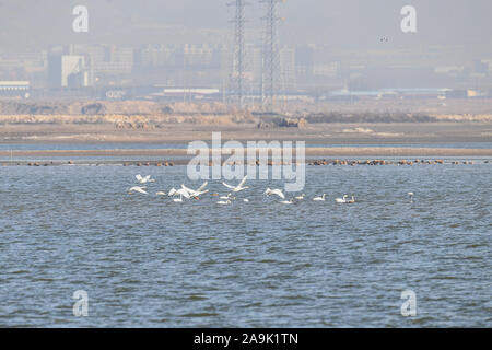 (191116) - HOHHOT, November 16, 2019 (Xinhua) - Foto aufgenommen am 07.11.16, 2019 zeigt Zugvögel am Stausee in Hailiu Tumd Links Banner im Norden Chinas Autonome Region Innere Mongolei. Eine große Zahl von Zugvögeln vor kurzem in den Behälter für eine Pause unterbrochen, bevor das Fliegen in den Süden. (Xinhua / Liu Lei) Stockfoto