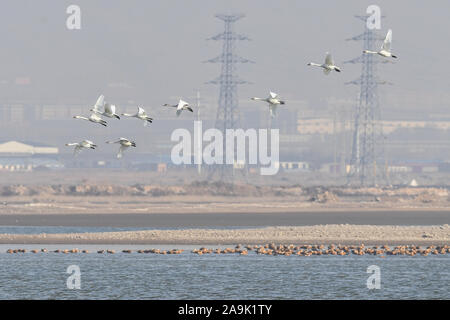 (191116) - HOHHOT, November 16, 2019 (Xinhua) - Foto aufgenommen am 07.11.16, 2019 zeigt Zugvögel am Stausee in Hailiu Tumd Links Banner im Norden Chinas Autonome Region Innere Mongolei. Eine große Zahl von Zugvögeln vor kurzem in den Behälter für eine Pause unterbrochen, bevor das Fliegen in den Süden. (Xinhua / Liu Lei) Stockfoto