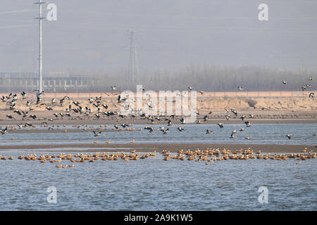 (191116) - HOHHOT, November 16, 2019 (Xinhua) - Foto aufgenommen am 07.11.16, 2019 zeigt Zugvögel am Stausee in Hailiu Tumd Links Banner im Norden Chinas Autonome Region Innere Mongolei. Eine große Zahl von Zugvögeln vor kurzem in den Behälter für eine Pause unterbrochen, bevor das Fliegen in den Süden. (Xinhua / Liu Lei) Stockfoto