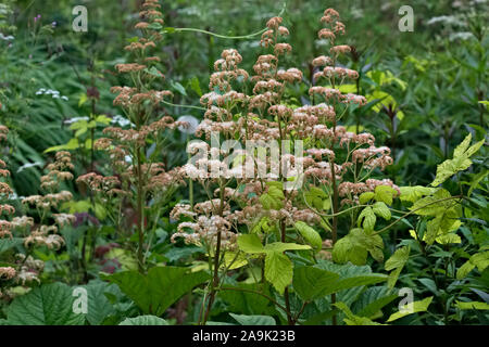 Rodgersia aesculifolia AGM in Blume mit Humulus lupulus 'Aureus' AGM-goldenen Hopfenanbau. Stockfoto