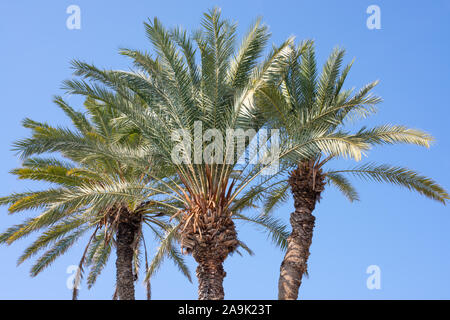 Palmen vor blauem Himmel Anzahl 3938 Stockfoto