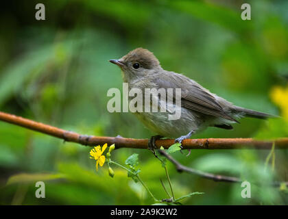 Mönchsgrasmücke (Sylvia artricapilla) Weibchen auf Barsch an Wald, Nationalpark Hortobágy, Ungarn Stockfoto