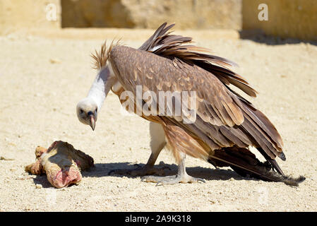 Nahaufnahme der Gänsegeier (Tylose in Fulvus) auf Boden mit Stück Fleisch Stockfoto