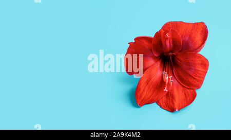 Rote Amaryllis, Blume, grün blau Hintergrund. Spa Wellness Vorlage. Stockfoto