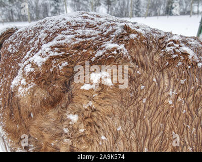 Warme winter Haar der Pferde stehen hinter der elektrischen Zaun in starker Schneefall. Bauernhof Tiere im Winter. Pferde im Blizzard. Stockfoto