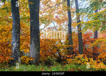 Buche Wald auf einem Diesigen morgen. schönen Herbst Landschaft im Wald. düsteres Wetter. Bäume in buntes Laub Stockfoto