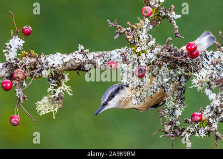 Aberystwyth, Wales, UK. 16. November 2019. Eine europäische Kleiber ist die Nahrungssuche in einem beladenen Hawthorn Berry Baum in der Mitte von Wales. Kredit Phil Jones/Alamy leben Nachrichten Stockfoto