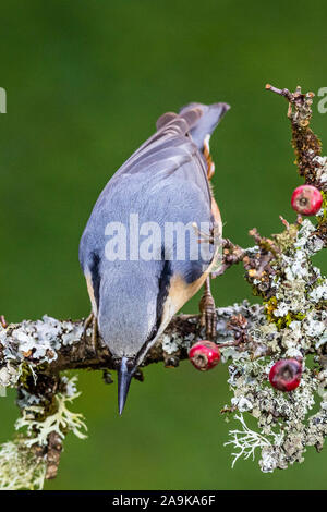 Aberystwyth, Wales, UK. 16. November 2019. Eine europäische Kleiber ist die Nahrungssuche in einem beladenen Hawthorn Berry Baum in der Mitte von Wales. Kredit Phil Jones/Alamy leben Nachrichten Stockfoto