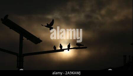 Kathmandu, Nepal. 16 Nov, 2019. Tauben sind gegen steigende Sonne auf bewölkten Morgen in Kathmandu, Nepal, Nov. 16, 2019. Credit: Sunil Sharma/Xinhua/Alamy leben Nachrichten Stockfoto