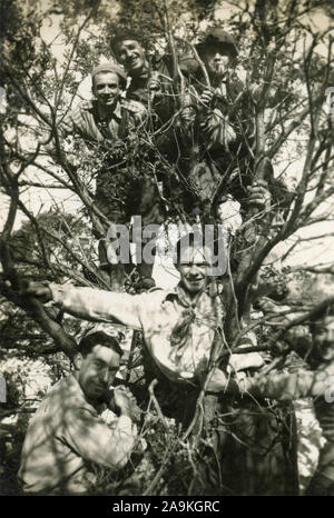 Eine Gruppe von Kindern, kletterte auf einen Baum, Italien Stockfoto
