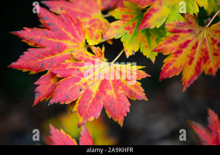 Blätter im Herbst Stockfoto