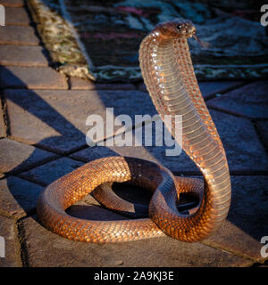 King Cobra auf dem Djemaa el Fna, Marrakech Stockfoto