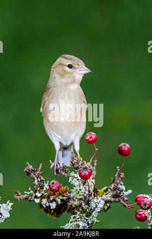 Die nahrungssuche weiblichen Buchfink im Herbst in Mid Wales Stockfoto