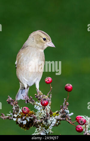 Die nahrungssuche weiblichen Buchfink im Herbst in Mid Wales Stockfoto