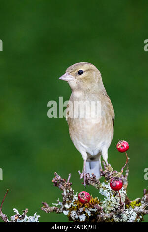 Die nahrungssuche weiblichen Buchfink im Herbst in Mid Wales Stockfoto