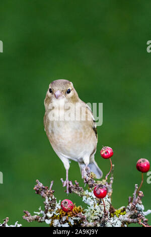 Die nahrungssuche weiblichen Buchfink im Herbst in Mid Wales Stockfoto