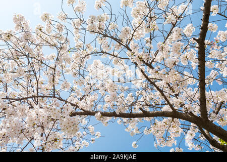 Cherry Blossom gegen den blauen Himmel, Prunus serrulata, die häufig Sakura aufgerufen wird Stockfoto