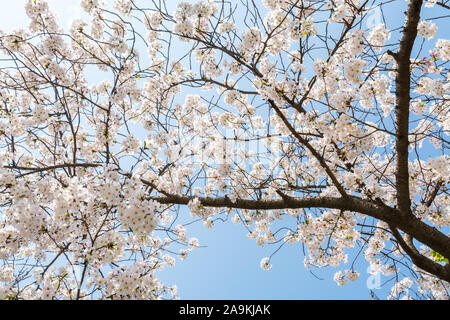 Cherry Blossom gegen den blauen Himmel, Prunus serrulata, die häufig Sakura aufgerufen wird Stockfoto