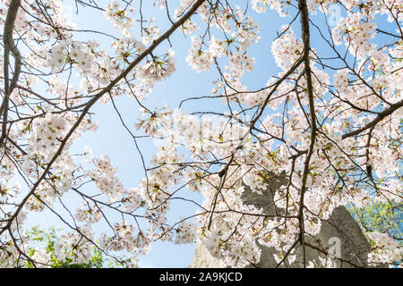 Cherry Blossom gegen den blauen Himmel, Prunus serrulata, die häufig Sakura aufgerufen wird Stockfoto