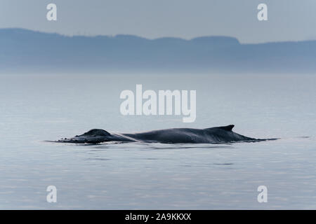 Kanada, British Columbia. Buckelwal Schwanz in Victoria. Stockfoto