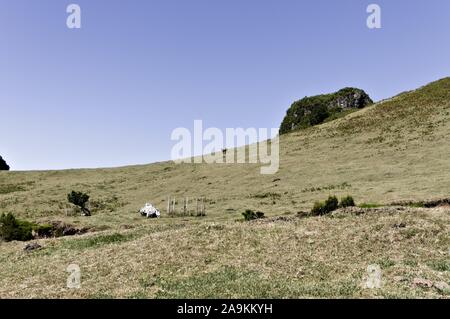 Isolierte Kuh im Grünland (Fanal, Madeira, Portugal, Europa) Stockfoto