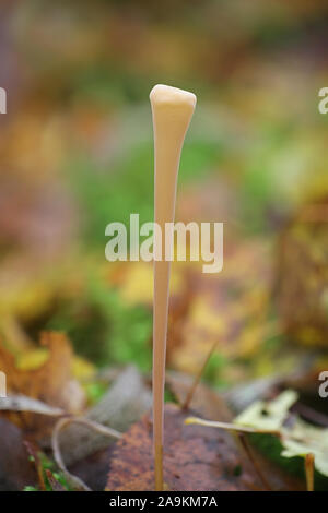 Macrotyphula fistulosa, wie Pipe club Pilz bekannt, Pilze aus Finnland Stockfoto