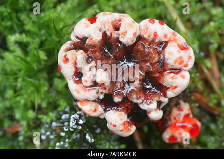 Hydnellum peckii, wie Erdbeeren mit Sahne bekannt, die Blutungen und das Bluten Hydnellum Zahn pilz, pilze aus Finnland Stockfoto