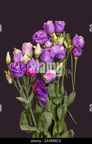 Blue Violet lisianthus Strauß Makro, Vintage fine art Stilleben von Blüten, Knospen, grünen Stengel, black Farbe Hintergrund, in der Malerei Stil Stockfoto