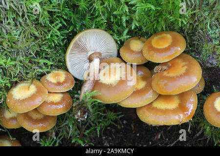 Kuehneromyces mutabilis (synonym: Pholiota mutabilis), bekannt als die ummantelten woodtuft, wilde essbarer Pilz aus Finnland Stockfoto