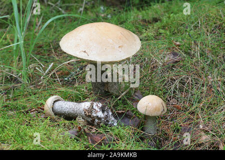 Leccinum versipelle, auch bekannt als Steinpilze testaceoscaber oder die orange Birke bolete, essbare Pilze aus Finnland Stockfoto