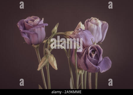 Pastell violett lisianthus Strauß Makro, Vintage fine art Stilleben von Blüten, Knospen, Triebe, verschwommen und rot violett Hintergrund, in der Malerei Stil Stockfoto