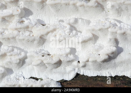 Antrodia serialis, wie serried Kruste bekannt, eine polypore Pilz aus Finnland Stockfoto