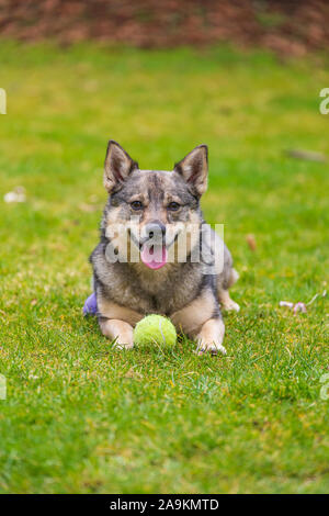 Ein kleines süsses Lächeln Hund - Swedish Vallhund Stockfoto