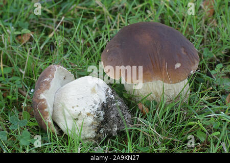 Boletus reticulatus (ehemals Boletus aestivalis), als der Sommer Cep oder Sommer Bolete, wilde essbare Pilze aus Finnland bekannt Stockfoto